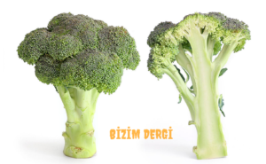 Brokolinin Sağlığa faydaları ve Özellikleri