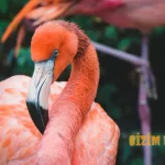 Flamingoların Pembe Tüylerinin Sırrı
